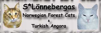 S*Lnnebergas Norwegian Forest Cats & Turkish Angora